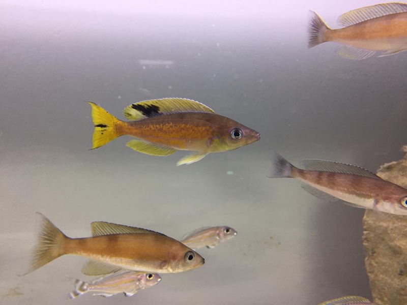 Cyprichromis microlepidotus 'Kibige Island'